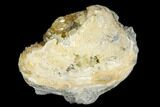 Fossil Clam with Fluorescent Calcite Crystals - Ruck's Pit, FL #177744-1